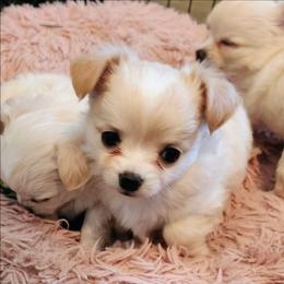 Beamer - Cream and white male Chihuahua puppy in Greenfield, Ohio from Paradise Chihuahua Kennel