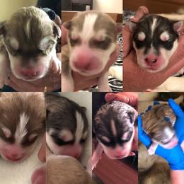 "Meeka’s litter 2021 " Siberian Husky Puppies from Haven of Free Spirits