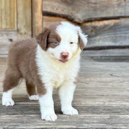 Baylor - Red tri-color male Australian Shepherd puppy in Statesville, North Carolina from Charming Australian Shepherds