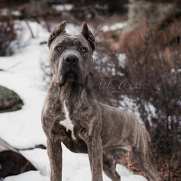 Etna - Cane Corso