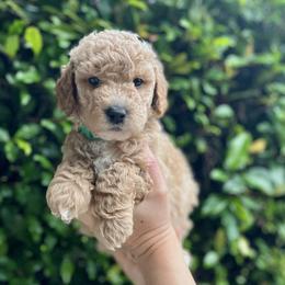 Bernedoodle and Goldendoodle Puppies from Allie's Southern Doodles