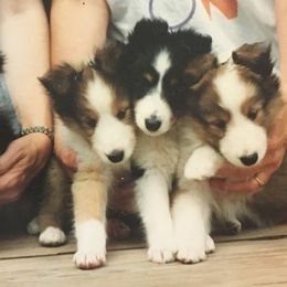 Shetland Sheepdog Puppies from Hillbrae Shetland Sheepdogs