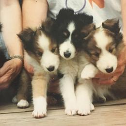 Shetland Sheepdog Puppies from Hillbrae Shetland Sheepdogs