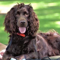 Boykin Spaniels from BoykinsNBoat