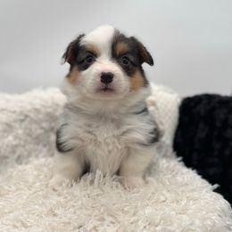 Flint- black collar - Black and tan male Pembroke Welsh Corgi puppy in Benjamin, Utah from Nuna’s  Corgis
