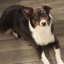Princess - Australian Shepherd