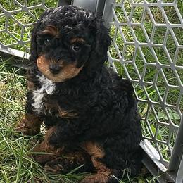 Fancy - Phantom female Poodle puppy in Cabool, Missouri from Rafter B Farms