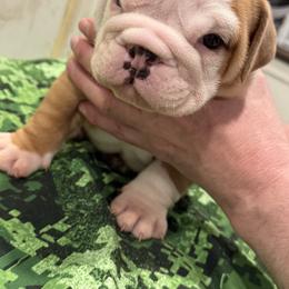 Bulldog Puppies from Bulldog's 4 Brothers