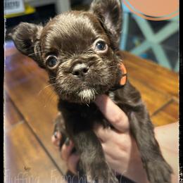 Woody - Black male French Bulldog puppy in Port Charlotte, Florida from Fluffing Frenchies LLC