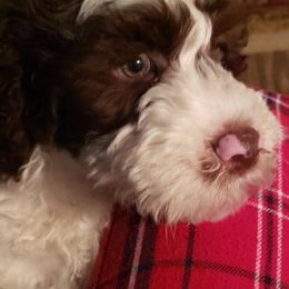 Portuguese Water Dog Puppies from Prestige Portuguese Water Dogs