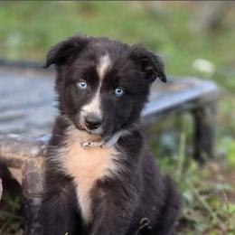 Concho - Black & white male Australian Shepherd puppy in Keyser, West Virginia from Heartfelt Hollow Farm