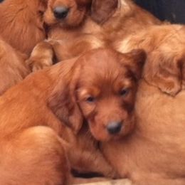 Henry the Christmas Eve Puppy - Mahogany male Irish Setter puppy in Orem, Utah from Rocky Mountain Irish Setters