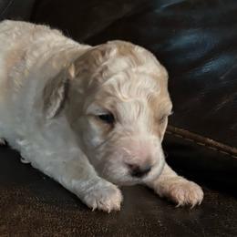 Betta - Cream female Labradoodle puppy in Somerset, California from Annie’s Animals
