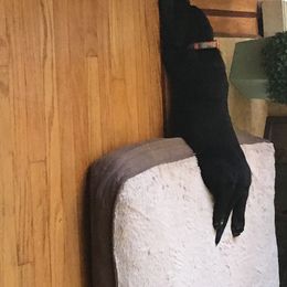 Labrador Retriever Puppies from Wild Feather Hunting Dogs