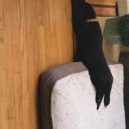 Labrador Retriever Puppies from Wild Feather Hunting Dogs