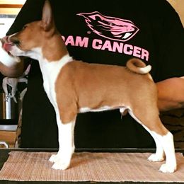 Basenjis and Italian Greyhounds from Khani's Basenjis and Italian Greyhounds
