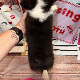 Brooks - Black and tan male Chihuahua puppy in Palmyra, Indiana from Country Star Chihuahuas