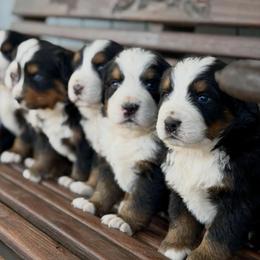Archer - Black rust and white male Bernese Mountain Dog puppy in New Haven, Indiana from Milan Berners