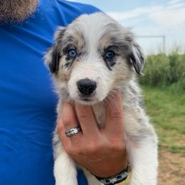Boy 2 - Blue merle male Border Collie puppy in Shawnee, Oklahoma from Cross K Working Collies - Pure Bred Border Collies