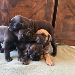 Cane Corso Puppies from Cowan Farms