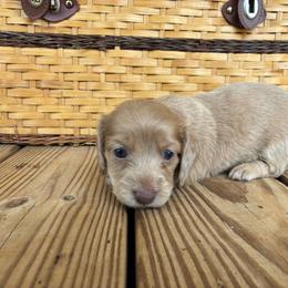 Nutella - Cream female Dachshund puppy in Dobson, North Carolina from Oakleys Dachshund Haven