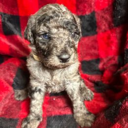 Cream - Goldendoodle puppy from Mount Doodles
