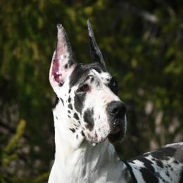Great Dane puppies from Folklore Kennel