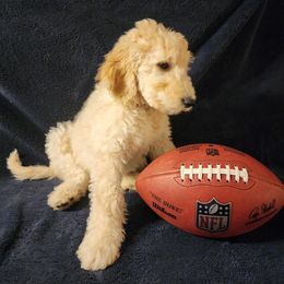 Goldendoodle Puppies from Hampton Blu Doodles