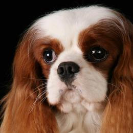 Cavalier King Charles Spaniels from F-Stop Cavaliers