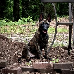 Belgian Malinois and xDutch Shepherd Puppies from Kaizen von Ruach Malinois