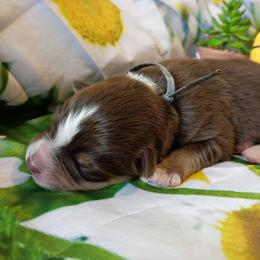 Dewey (Blue collar) - Red tri-color male Australian Shepherd puppy in Okeechobee, Florida from Rothsolid Puppies