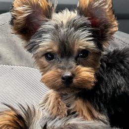 Abby - Black and tan female Yorkshire Terrier puppy in Kingston, Oklahoma from Lake Life