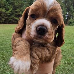 Donato - Red male Cocker Spaniel puppy in Florence, South Carolina from Reddick's American Cocker Spaniels
