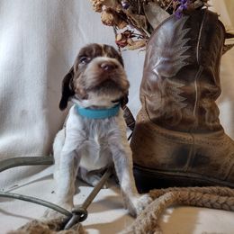 Spruce - Liver white and tan male English Springer Spaniel puppy in Redding, California from Springer's Journey Spaniels California