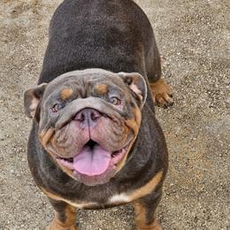 Hershey - Bulldog