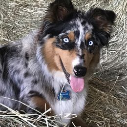 Australian Shepherds from Barn House Aussies