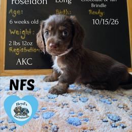 Poseidon - Chocolate and tan male Dachshund puppy in Hoquiam, Washington from Heyd's Mini Dachshunds