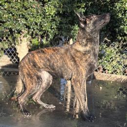 Dutch Shepherds from Lisa's dutchies