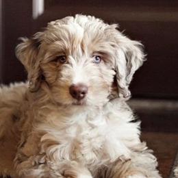 Aussiedoodles, Cavalier King Charles Spaniels, and Miniature Australian Shepherds from Triple Cross Doodles