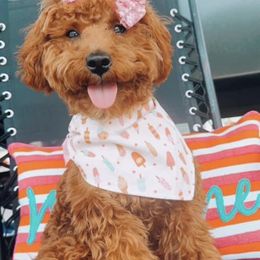 Goldendoodle Puppies from Proctor’s Petite Goldendoodles