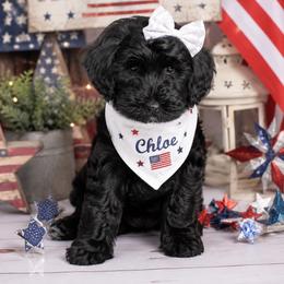 Girl 4 - Black female Goldendoodle puppy in Aurora, Illinois from Chicago Goldendoodles