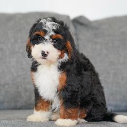 Ivory - Tri-color female Bernedoodle puppy in Dundee, Ohio from Down Home Doodle