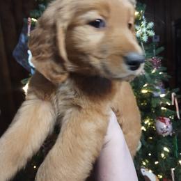 Golden Retriever Puppies from Ginger Snap Golden Retrievers