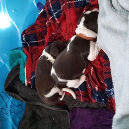 English Springer Spaniel Puppies from Brambleberry Springers