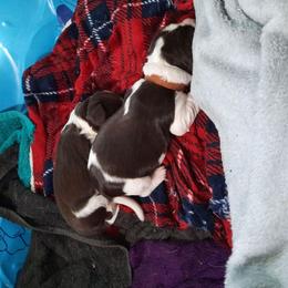 English Springer Spaniel Puppies from Brambleberry Springers