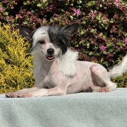 Gigi - Black and white female Chinese Crested puppy in Dunn, North Carolina from Coylety Kennel