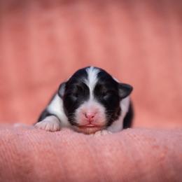 Salem - Black tri-color female Australian Shepherd puppy in Weatherford, Texas from Ridgestar Aussies
