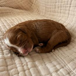 Jelly - Red female Cavapoo puppy in Acworth, Georgia from Cumberland Cavaliers