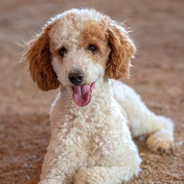 Sheepadoodles from Front Range Sheepadoodles