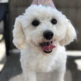 Elsa - Poodle